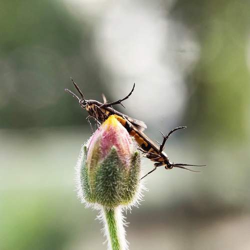 Mating Beauty In Bokeh World