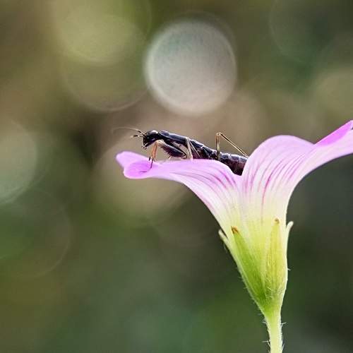 Little Beauty In The Bokeh World
