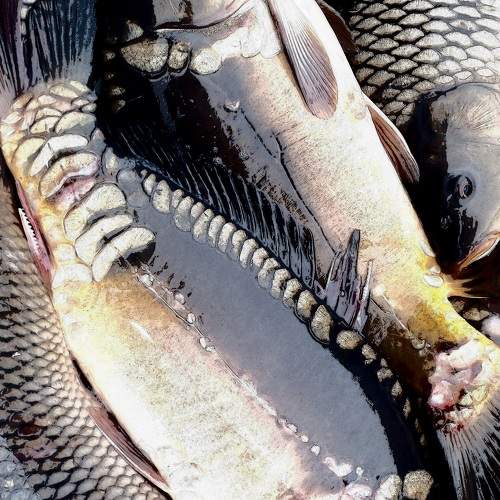 Photo #8410347