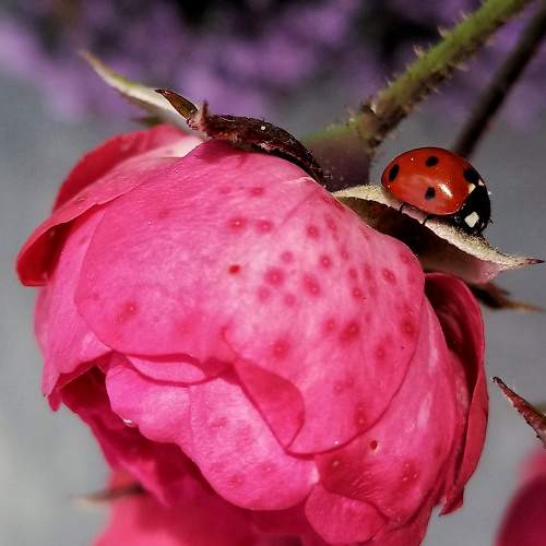 Photo #8410551