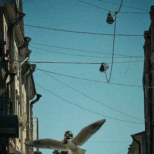 Photo #8412272