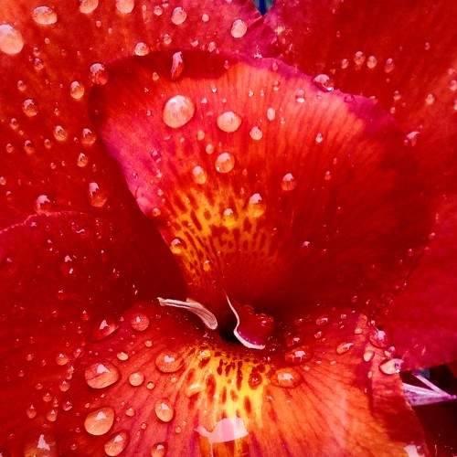 The Love of flowers ?