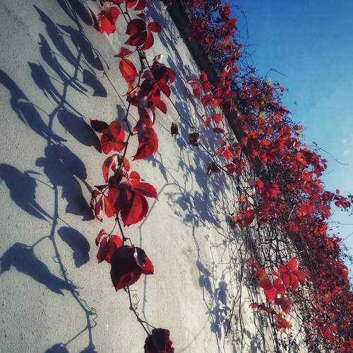 Photo #8421038