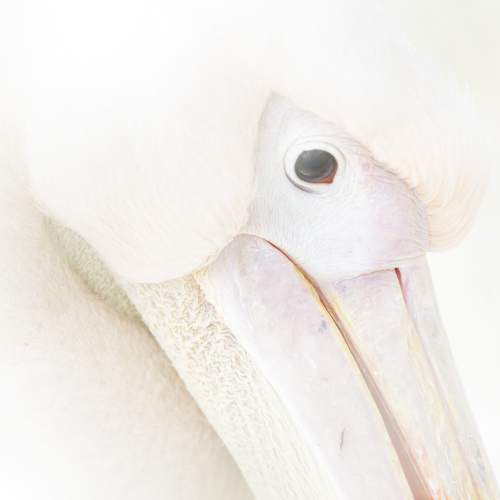 Photo #8424099