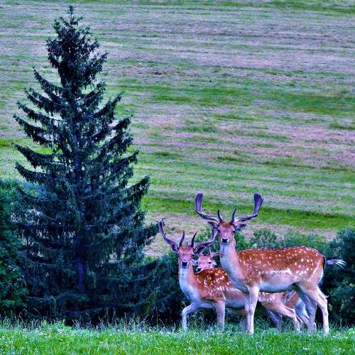 Photo #8426686