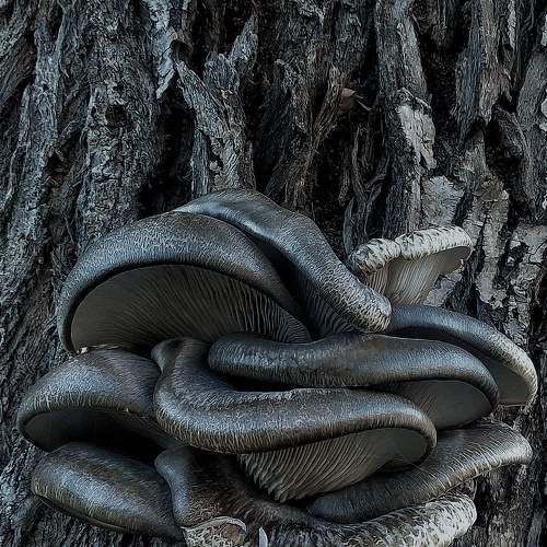 Photo #8429447