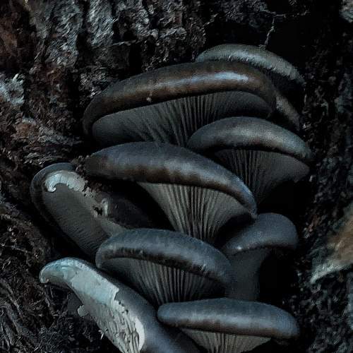 Photo #8429452