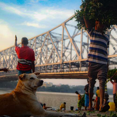 Photo #8438224