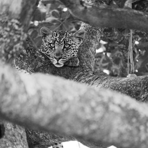 Photo #8440493