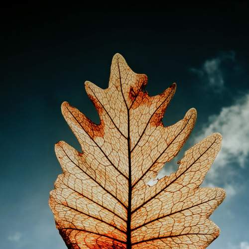 Dry leaf