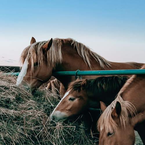Photo #8442916
