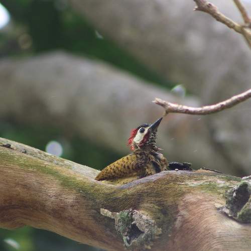 Photo #8443407