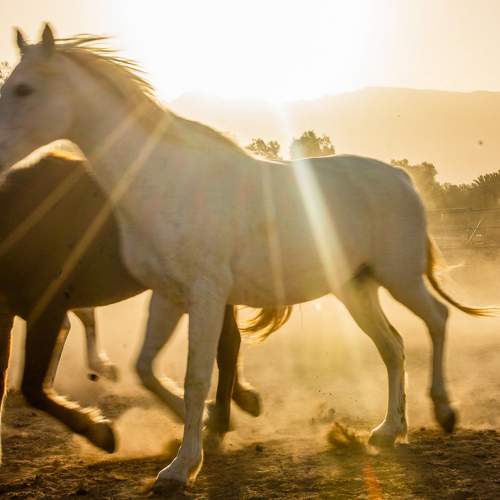 Horses in the sunrise