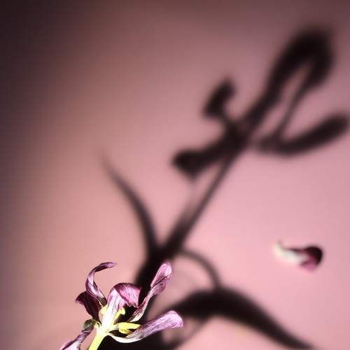 Photo #8444827