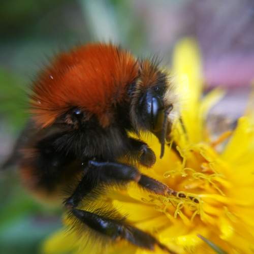 Photo #8445225