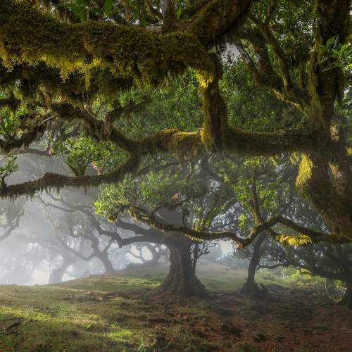 In the deep of misty forest