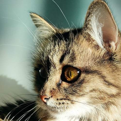 Photo #8448941