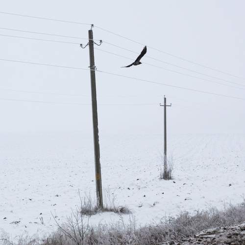 Photo #8452420
