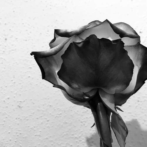 Photo #8454447