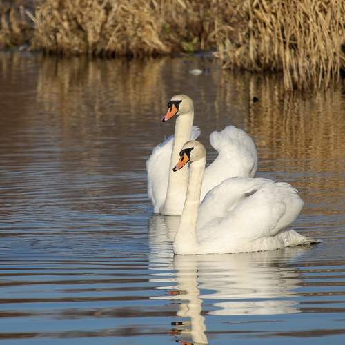 Photo #8457565