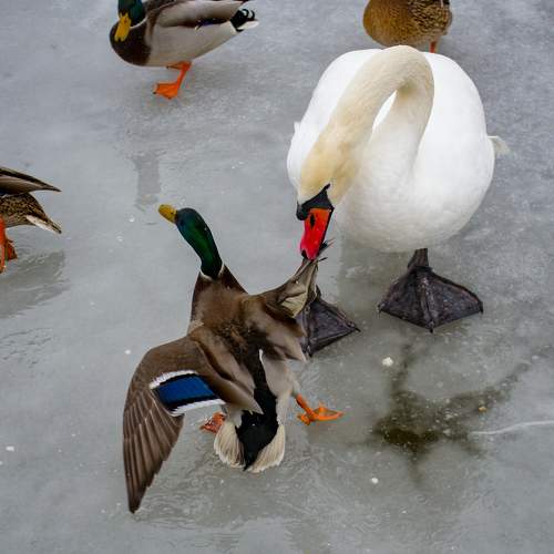 Photo #8460394