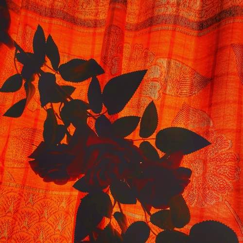 Photo #8461193