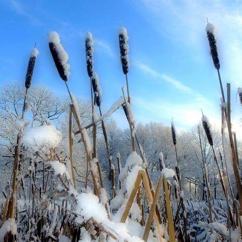 Photo #8462185