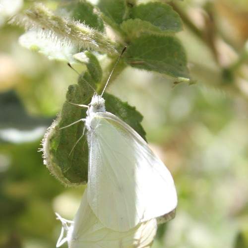 Photo #8463895