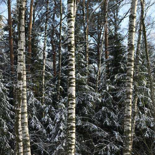 Photo #8467090