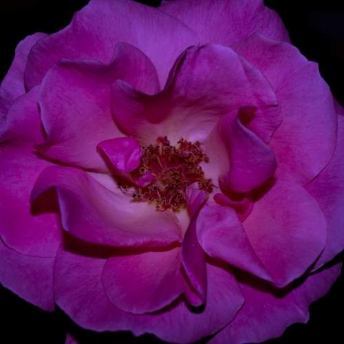 photoart, colors, rose, pink, art, photography