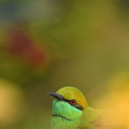 Photo #8471269