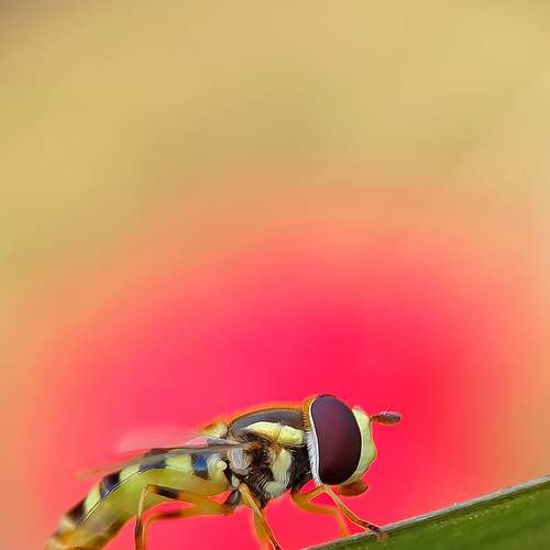 Photo #8471299
