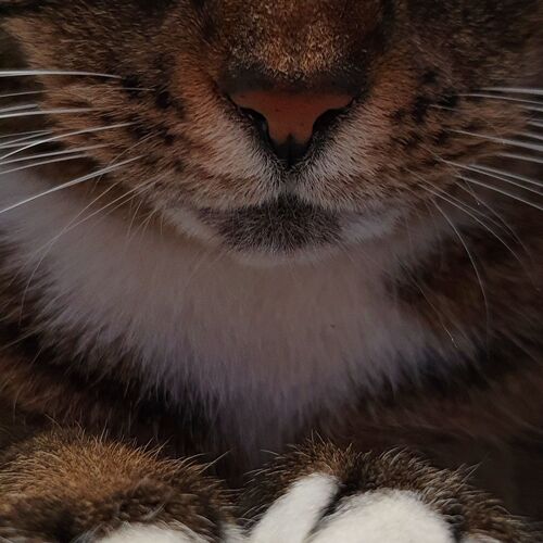 Photo #8474491