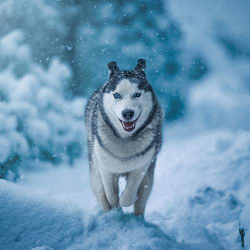 Photo #8477689