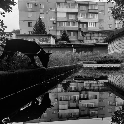 Photo #8478663