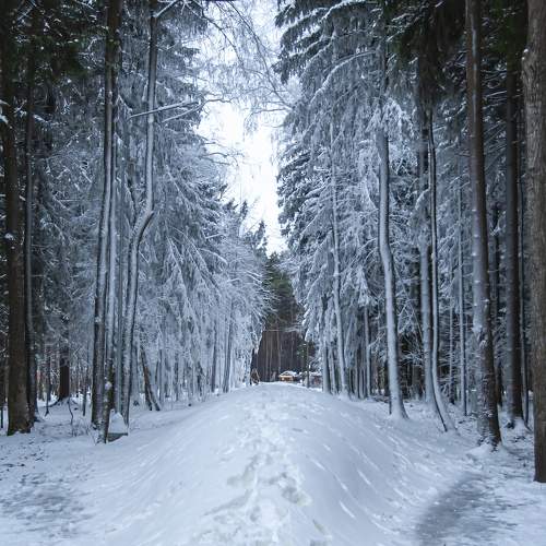 Winter view