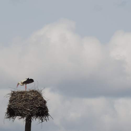 Photo #8487489
