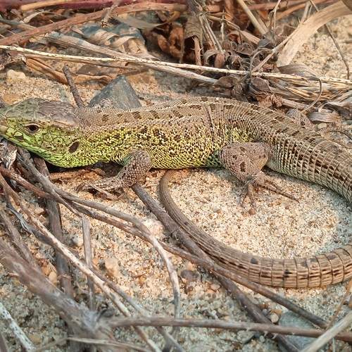 Photo #8487631