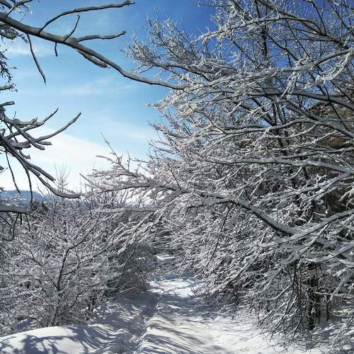 Photo #8490541