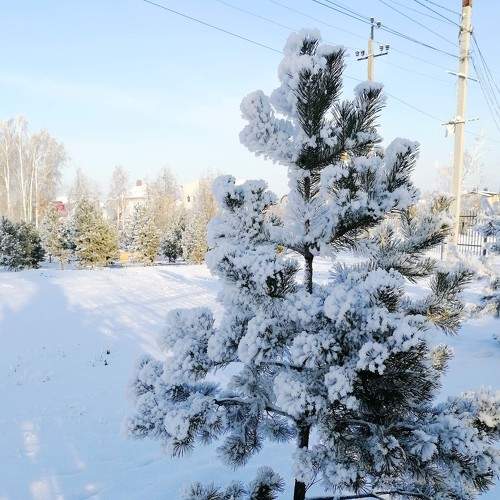 природа под снегом