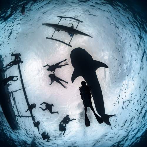 Знакомство с акулами