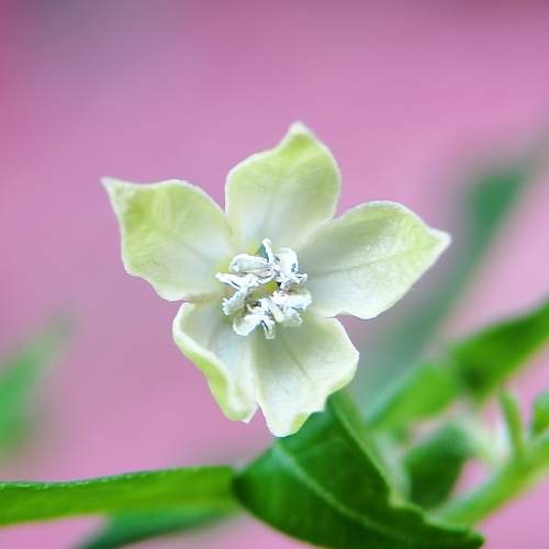 Photo #8493325