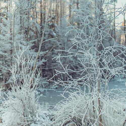 Photo #8494007