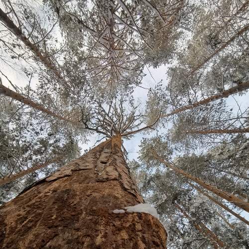 Photo #8499225