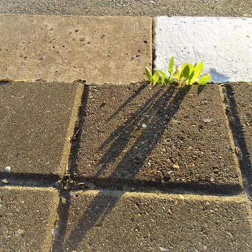Photo #8499404