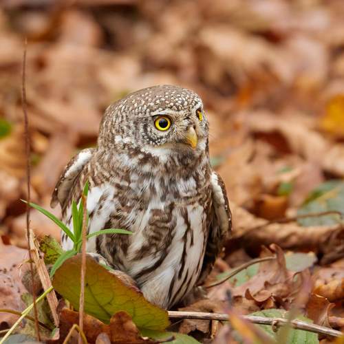 Photo #8501614