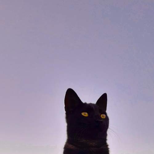 Photo #8502835