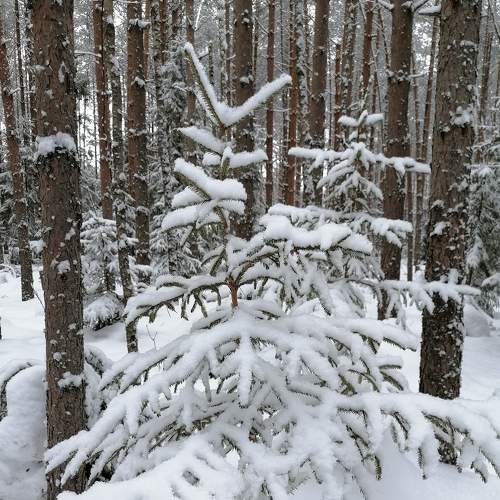 Photo #8503292