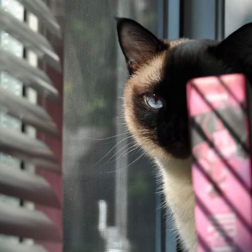 Photo #8505988