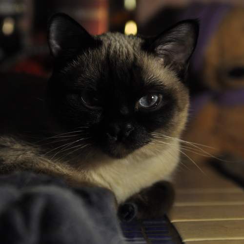 Photo #8506160